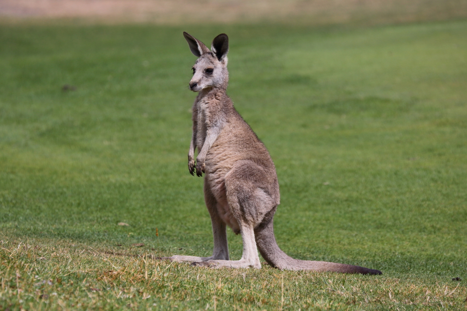 去澳洲一边打工一边旅行？这传说中的诗与远方