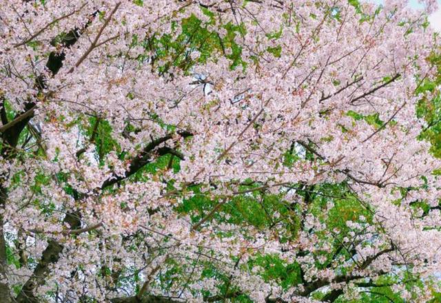 日本是文艺到骨子里的地方