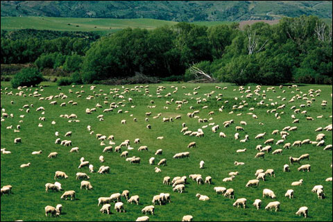 赴新西兰工作招聘简章