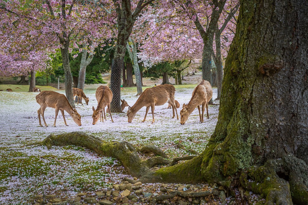 在日本出国打工的真实生活
