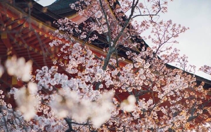 日本理工IT工作招聘，年薪20万以上！